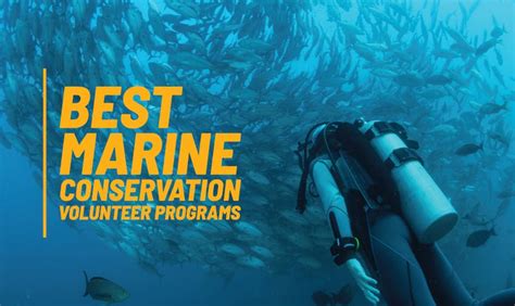 marine conservation volunteer programs.